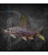 Pez Gato Invertido Moteado 3-4cm | Synodontis eupterus