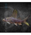 Pez Gato Invertido Moteado 3-4cm | Synodontis eupterus
