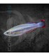 Arcoiris de Madagascar 5-7cm | Bedotia geayi
