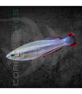 Arcoiris de Madagascar 5-7cm | Bedotia geayi