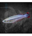 Arcoiris de Madagascar 5-7cm | Bedotia geayi