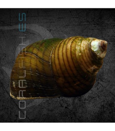 Caracol Pagoda | Filopaludina martensi