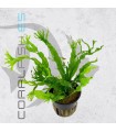 Microsorium Ex Natura | Maceta de 5cm