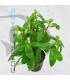 Ammania senegalensis | Maceta de 5cm