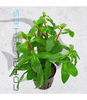 Ammania senegalensis | Maceta de 5cm