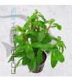 Ammania senegalensis | Maceta de 5cm