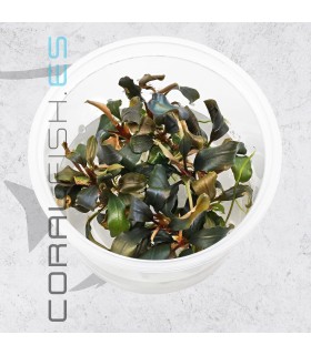Bucephalandra sp. 