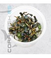 Bucephalandra sp. Red | In Vitro