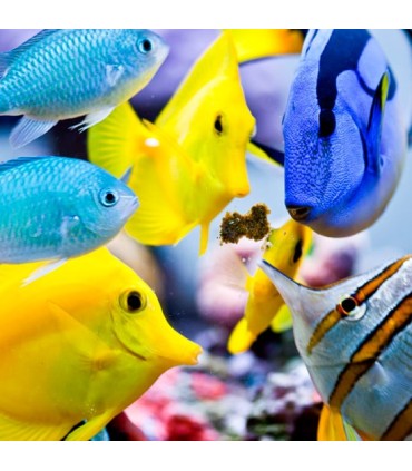 Easy Masstick 50g | Easy Reefs