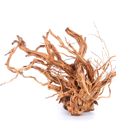 Twist Root