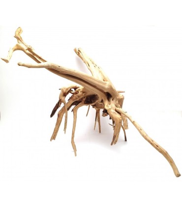 Spider Gold Wood M | Por Pieza | Riverest