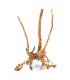 Rain Forest Wood | Pieza | Riverest