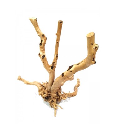 Rain Forest Wood | Pieza | Riverest