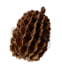Piña Casuarina 50g