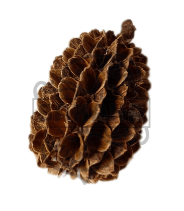 Piña Casuarina 50g