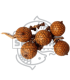Fruto de Calamus longisetum 5 und.