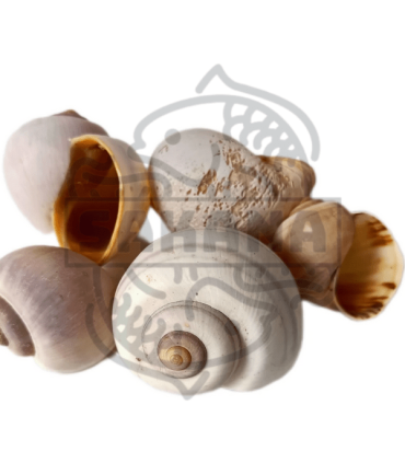 Caracol Pila Globosa 5 und.