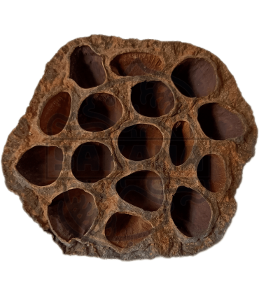 Cáscara de Loto 1 und.