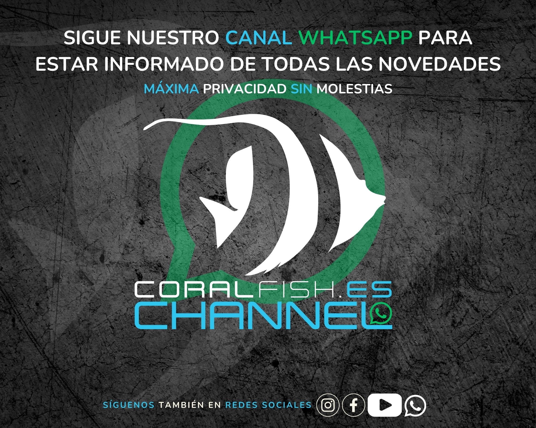 Canal WhatsApp
